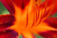 Red Daylily 1 Fine Art Print