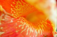 Orange Canna Flower Detail Fine Art Print