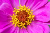 Hot Pink Zinnia Flower Fine Art Print