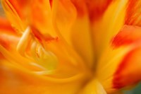 Orange Daylily Fine Art Print