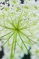 Queen Anne's Lace Flower 1 Fine Art Print