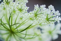 Queen Anne's Lace Flower 2 Fine Art Print