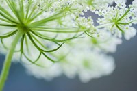Queen Anne's Lace Flower 3 Fine Art Print