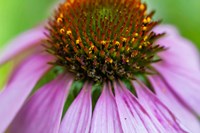 Pink Coneflower Fine Art Print