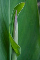 Canna Leaf Bud Fine Art Print
