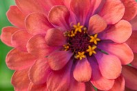 Zinnia Blossom 1 Fine Art Print