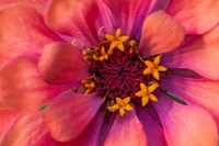 Zinnia Blossom 2 Fine Art Print