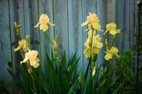 Yellow Bearded Iris And Rustic Wood Fence Fine Art Print