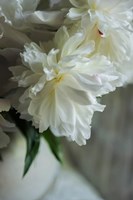 White Peonies In Cream Pitcher 1 Fine Art Print