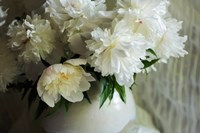 White Peonies In Cream Pitcher 2 Fine Art Print