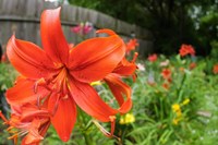 Orange Tiger Lily Fine Art Print