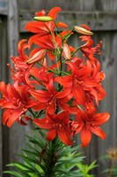 Orange Tiger Lily Fine Art Print