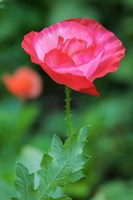 Red Poppy Flower Fine Art Print