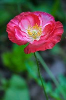 Pink Poppy Flower Fine Art Print