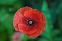 Red Poppy Flower 2 Fine Art Print