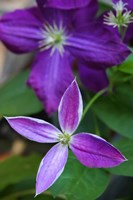 Purple Clematis Flowers 1 Fine Art Print