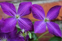 Purple Clematis Flowers 2 Fine Art Print