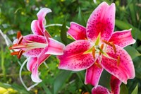 Magenta Stargazer Lily Fine Art Print