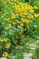 Black-Eyed Susan Flowers 1 Fine Art Print