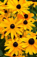 Black-Eyed Susan Flowers 2 Fine Art Print
