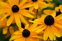 Black-Eyed Susan Flowers 3 Fine Art Print