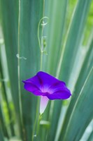 Purple Morning Glory Fine Art Print