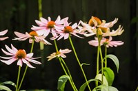 Purple Coneflowers 1 Fine Art Print