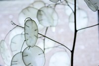 White Money Plant Pods Fine Art Print