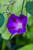 Purple Morning Glory 1 Fine Art Print