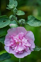 Pink Hollyhock Fine Art Print