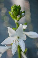 Hosta Bloom Fine Art Print