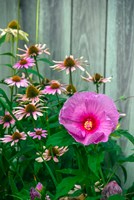 Summer Garden Flowers 2 Fine Art Print