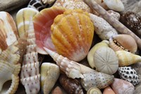 Tropical Shell Still-Life 3 Fine Art Print