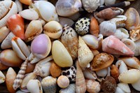 Tropical Shell Still-Life 4 Fine Art Print