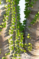 Madagascar Spiny Forest, Anosy - Ocotillo Plants With Leaves Sprouting From Their Trunks Fine Art Print