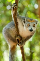 Madagascar, Lake Ampitabe, Female Crowned Lemur Has A Gray Head And Body With A Rufous Crown Fine Art Print