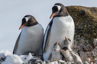 Antarctica, Antarctic Peninsula, Brown Bluff Gentoo Penguin With Three Chicks Fine Art Print