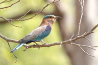 India, Madhya Pradesh, Bandhavgarh National Park Portrait Of An Indian Roller Fine Art Print