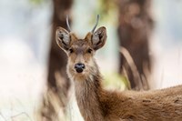 India, Madhya Pradesh, Kanha National Park Headshot Of A Young Male Barasingha Fine Art Print