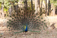 India, Madhya Pradesh, Kanha National Park A Male Indian Peafowl Displays His Brilliant Feathers Fine Art Print