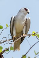 India, Madhya Pradesh, Kanha National Park Portrait Of A Black-Winged Kite On A Branch Fine Art Print