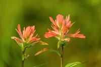 Jasper National Park, Alberta, Canada Red Indian Paintbrush Wildflower Fine Art Print