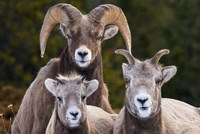 Alberta, Jasper Bighorn Sheep Ram With Juveniles Fine Art Print