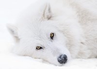 Alberta, Yamnuska Wolfdog Sanctuary White Wolfdog Portrait Fine Art Print