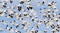British Columbia Reifel Bird Sanctuary, Snow Geese Flock In Flight Fine Art Print