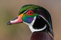 Vancouver, Reifel Bird Sanctuary, Wood Duck Drake Portrait Fine Art Print