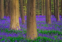 Europe, Belgium Hallerbos Forest With Trees And Bluebells Fine Art Print