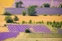 France, Provence, Sault Plateau Overview Of Lavender Crop Patterns And Wheat Fields Fine Art Print