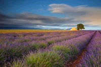 France, Provence, Valensole Plateau Lavender Rows And Farmhouse Fine Art Print