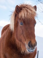 Icelandic Horse In Fresh Snow Fine Art Print